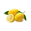 Egypt Wholesale Natrual Dry Fresh Organic Lemon