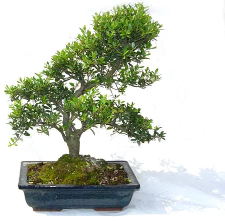 
15cm 20cm 30cm Living Bonsai Podocarpus Acer Ginkgo Ilex metasequola pseudolarix amabilis rhododendron simsii 