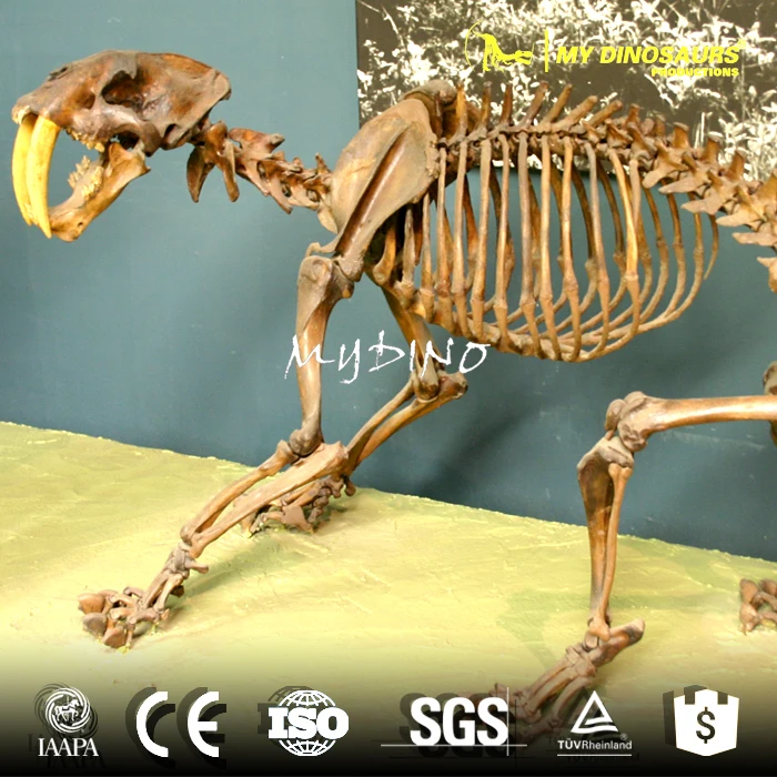 skeleton for sale.jpg