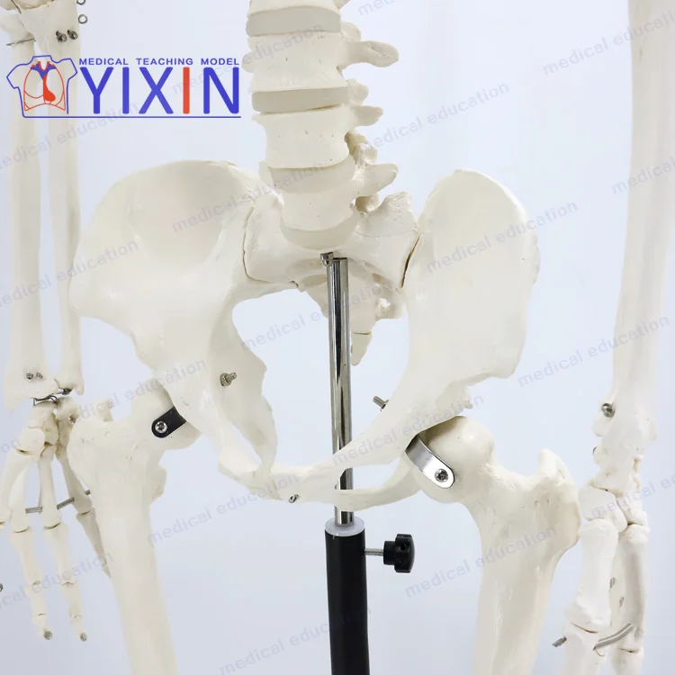 
Human Skeleton model, 170cm, full size, articulated, educational model, anatomical model 