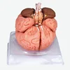 Brain anatomy medical structural statues for school use,Distribution model of cerebral vessels and nerves