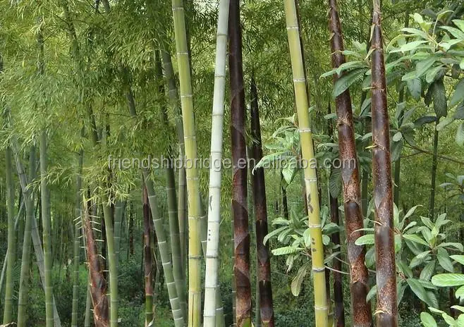 
Natural plant Bamboo seedling 