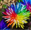 wholesale 20 rainbow chrysanthemum flower seeds