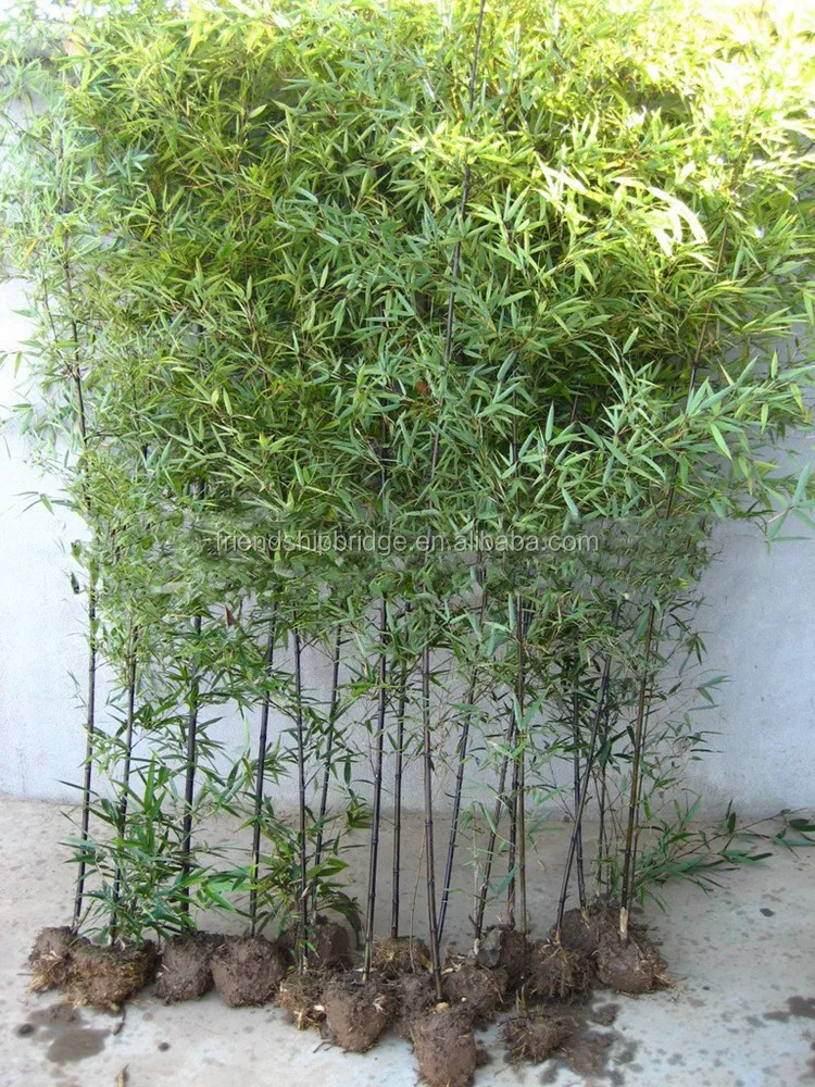 
Natural plant Bamboo seedling 
