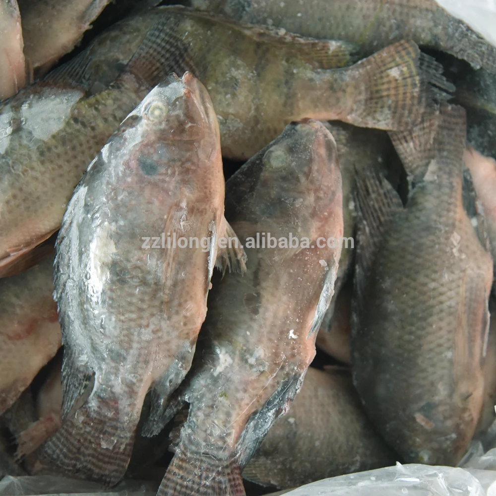 
Frozen Horse Mackerel/Pacific Mackerel/Tuna/Trout/Bonito/Tilapia/Squid/Salmon fish 