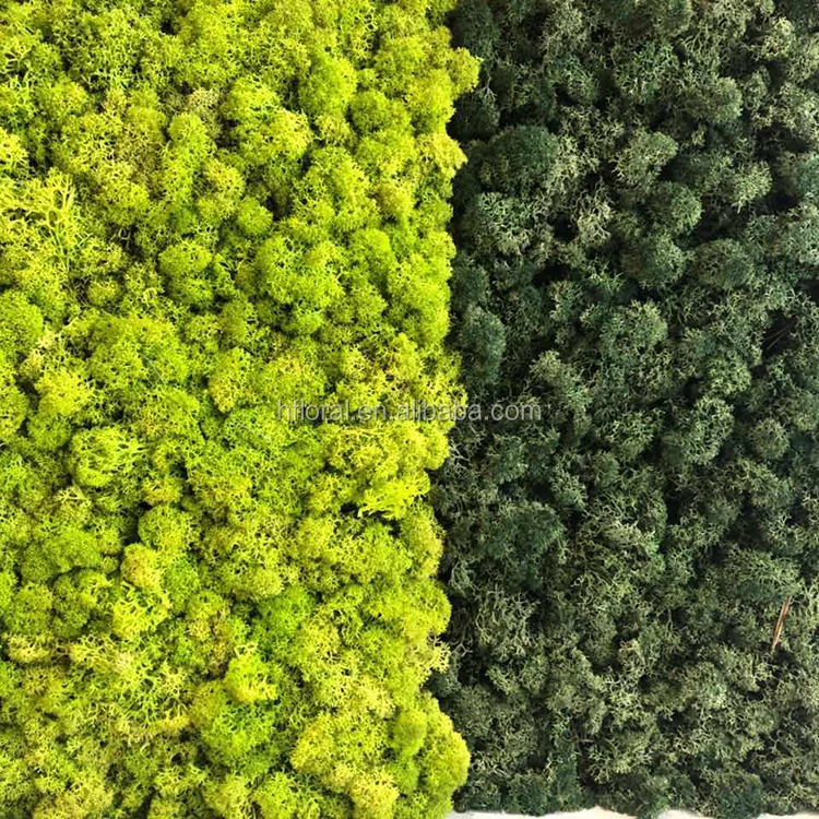 

Green Color Preserved Natural decorative Moss for making design moss panel wall