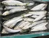 New Season Light Catch Frozen Sardine
