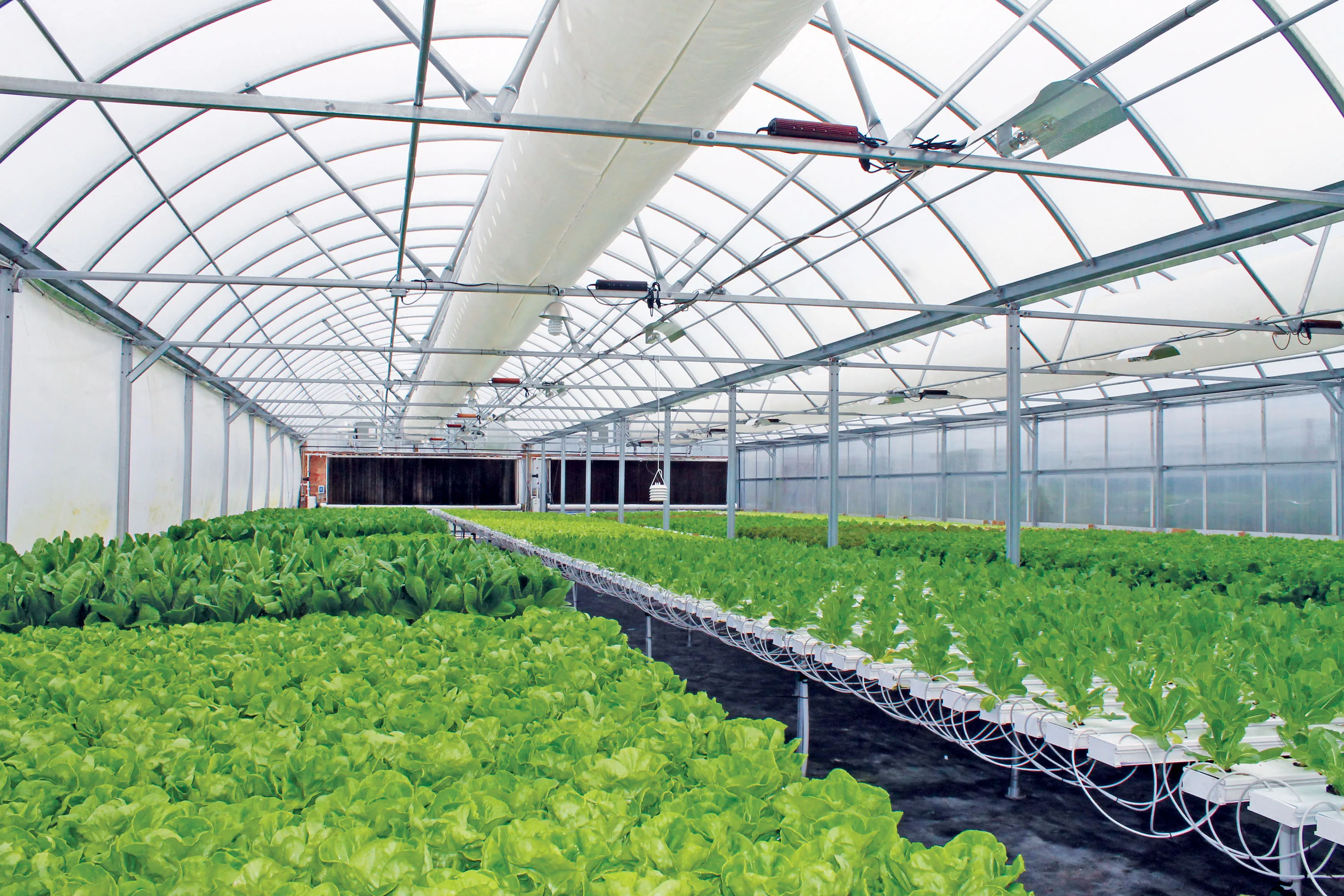 NFT гидропоника. Теплица Аквапоника. Modern Greenhouse гидропоника. Теплицы гидропоника зелень.