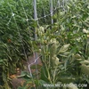 100% new virgin HDPE trellis netting for vegetables
