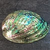 Polished natural abalone shell flashy large abalone shells wholesale price