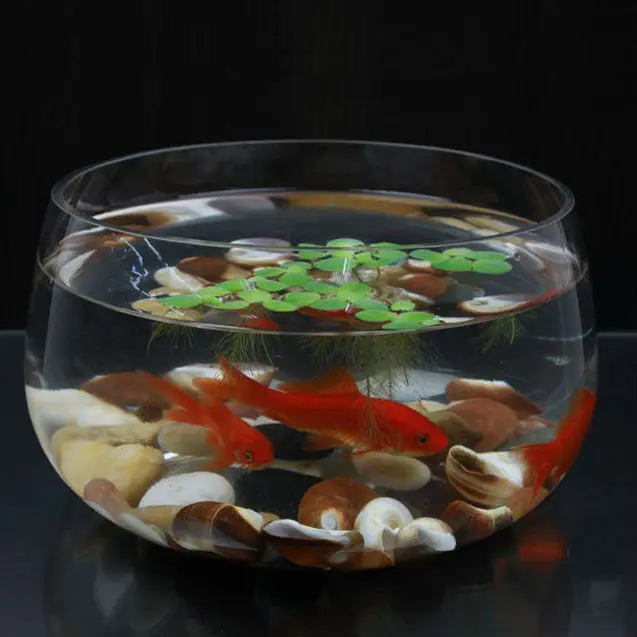 Cute Fish Shaped Glass Fish Bowl Buy Fish Shaped Fish Bowl,Antique