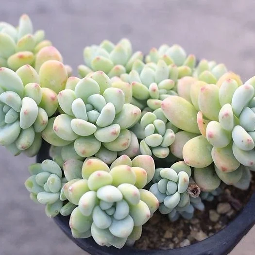 
Chinese Wholesaler Echeveri Sedum Clavatum Succulent Plants with Cheap Price 
