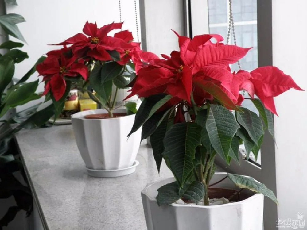 
bulk Ornamental Flower Plant Poinsettia Seeds Nursery Euphorbia pulcherrima Bonsai 