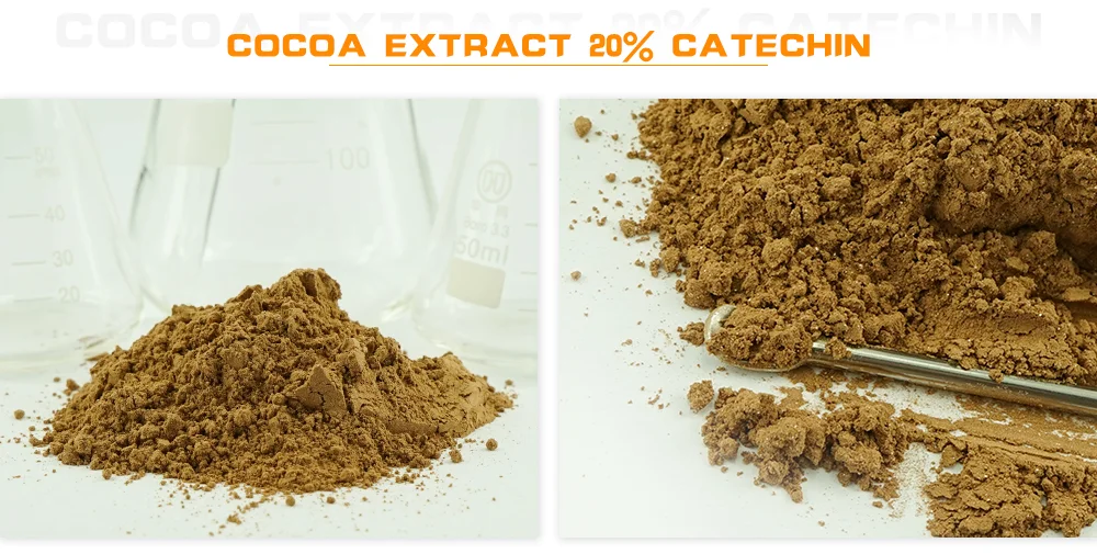 Chocolate is extracted from the. Chocolate is extracted from the
