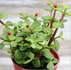 Ma Chi Xian jade plant s shape portulacaria afra bonsai plant