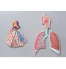 3d Human Anatomy Respiratory System With circulatory system