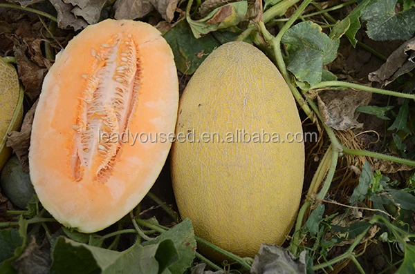 дыня скрещенная. арбуз манго сорт. арбуз сорт киви. арбуз желтый. дыня скрещенная.