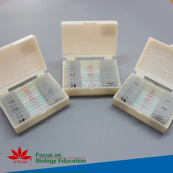 Mammal histology slides (3).jpg