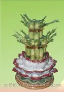
Factory price S2 S3 L3 small size indoor live nature ornamental plants dracaena sanderiana layer tower lucky bamboo 