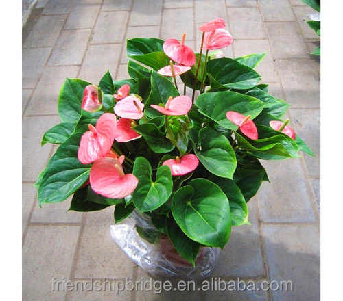 
Unique Pink Anthurium Andraeanum Plants, Tailflower 