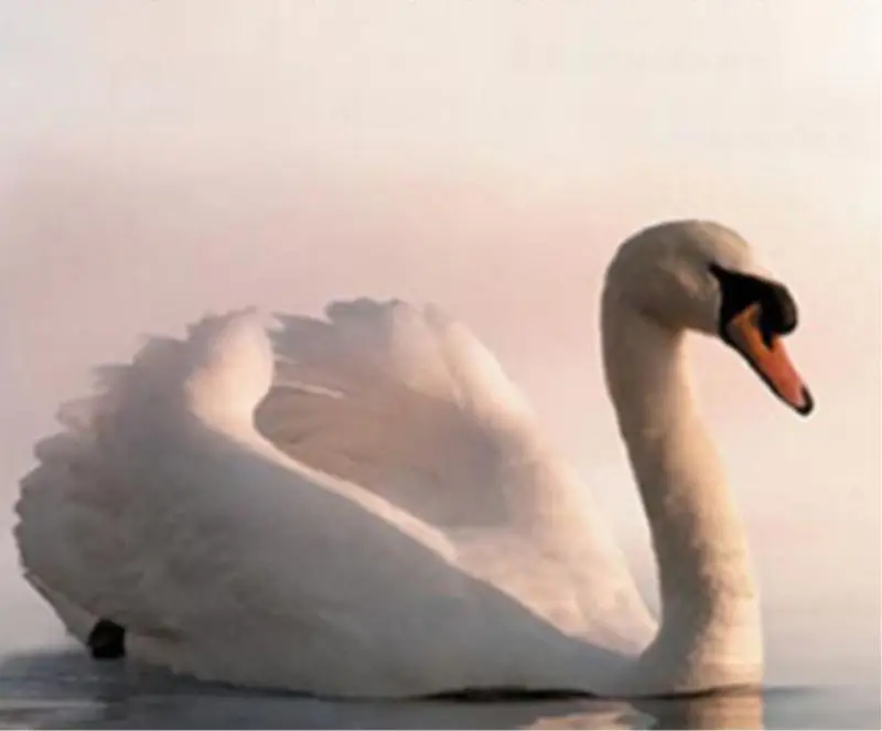 5 White Goose Down 95 Goose Feather Washed Duck Down,En Standard