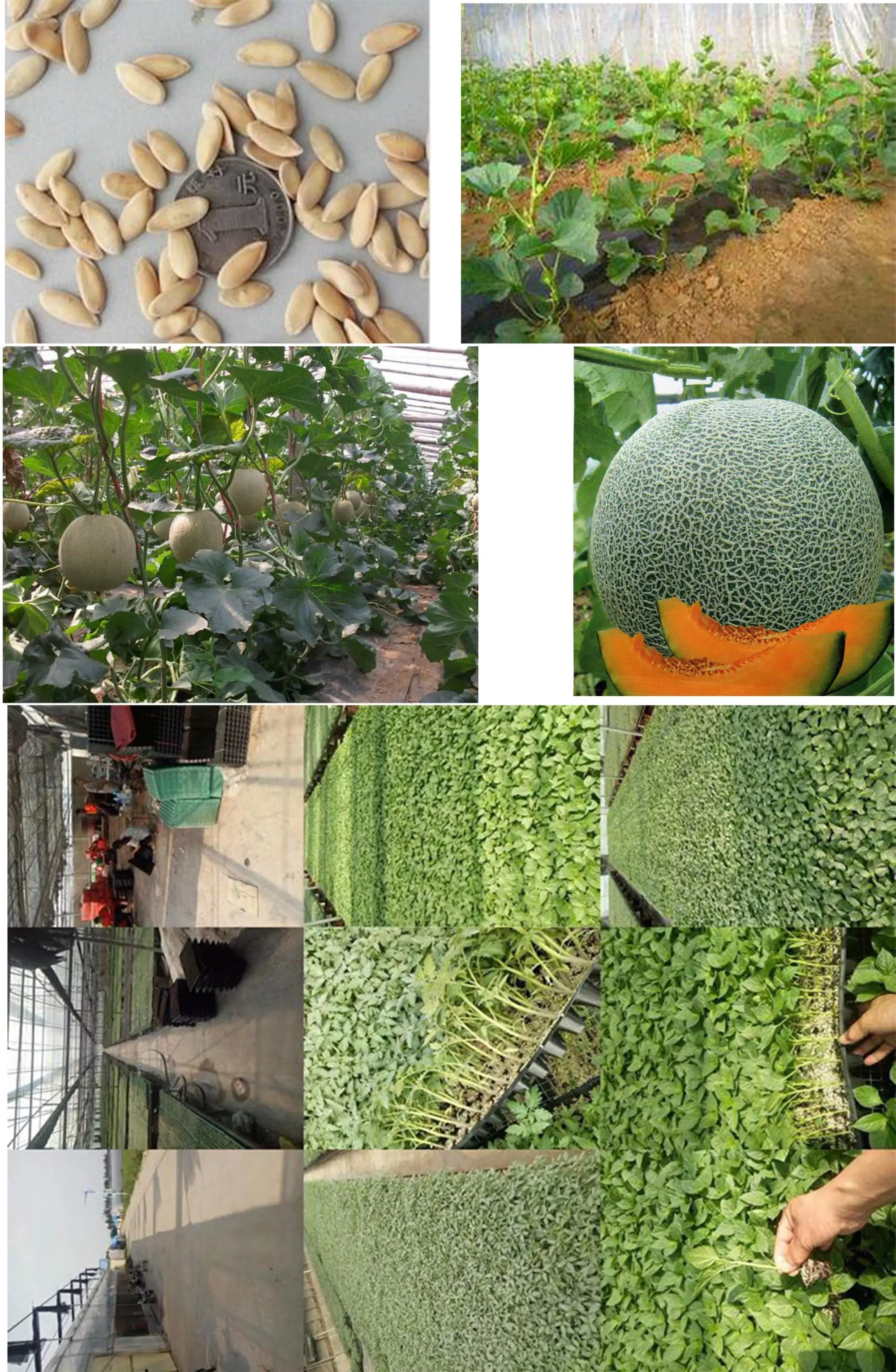 chengrumi f1 混合甜瓜籽 - buy 甜瓜种子,甜瓜种子,混合瓜籽 product