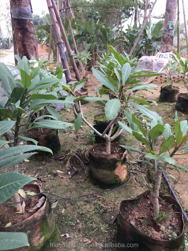 
Frangipani Plumeria Rubra Plants Seedlings 