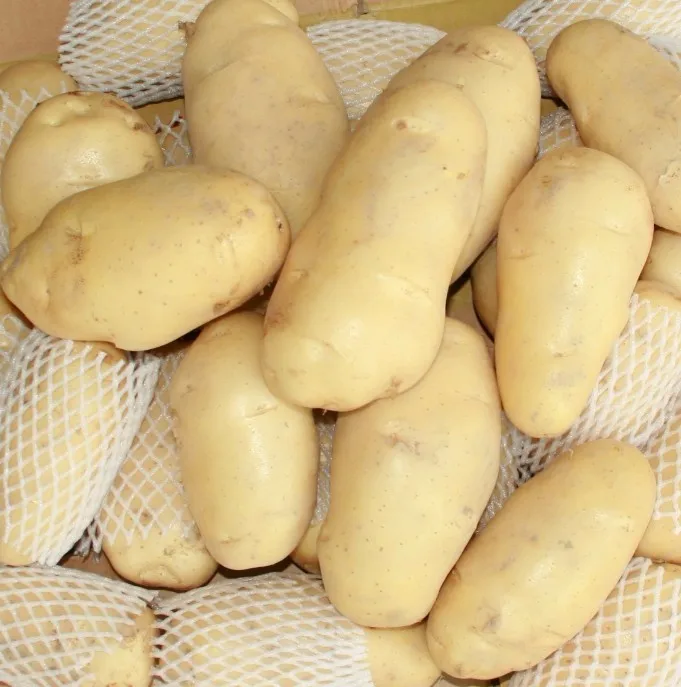 Fresh Russet Potatoes Buy Fresh Potatoes,Russet Potatoes Product on