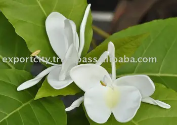 Havaiano Espuma Flor De Gengibre Branco Tk Wg2 Buy Flores De Espuma Flores Artificiais Handmade Flores Product On Alibaba Com