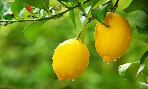 Lemon flvour (3).jpg