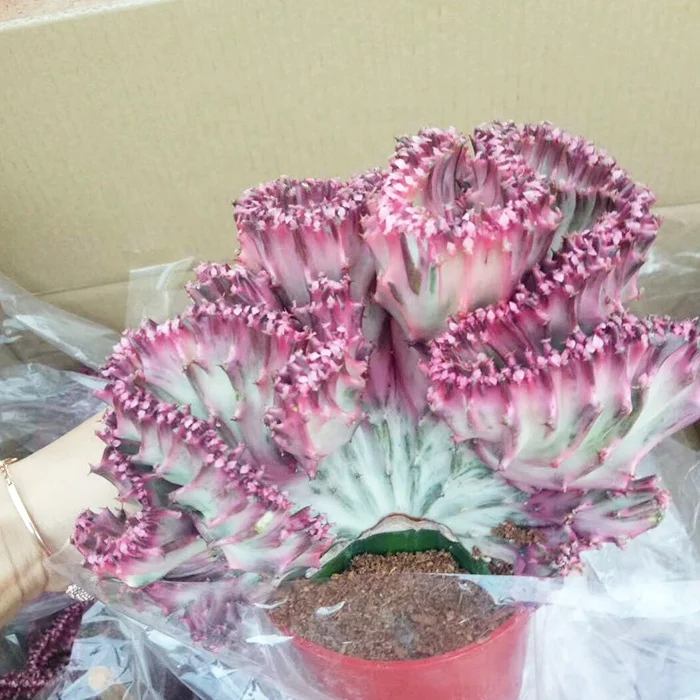 
flower cactus colorful bonsai purple kirin echinopsis pachanoi 