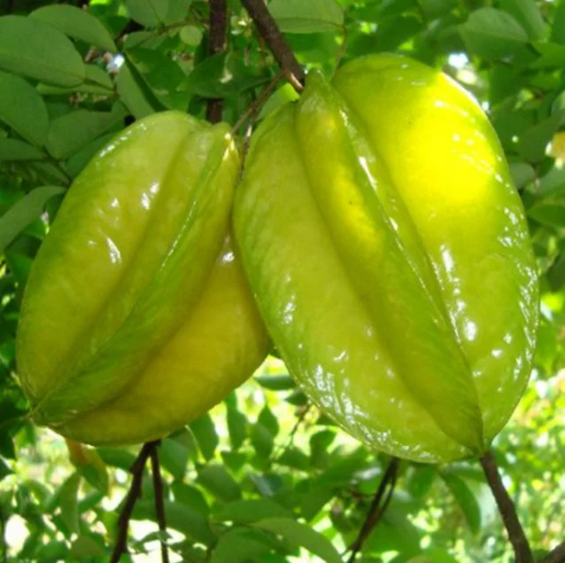 apple tree washington fresh red fuji apple tree crab-apple tree