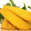 Non GMO Fresh Sweet Kernel Corn Vacuum Packed or Fill Nitrogen Packed