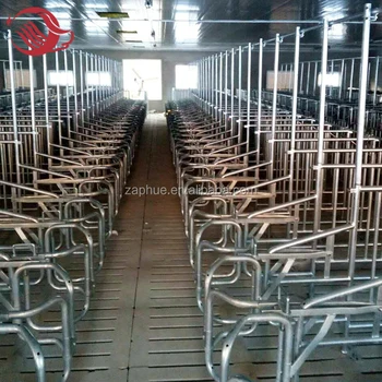 Animal Husbandry Equipment Sow Gestation Crate Pig Farming Gestation Pen Hot Dipped Galvanized Sows Gestation Stalls Buy Gestation Crates Pig