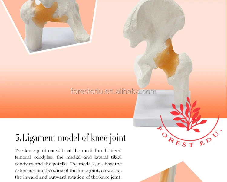 Demonstration Joint Models for Medical Education - Clinical Human ...