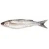 best selling products seafood frozen grey mullet fish export