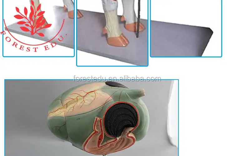 5 Cow anatomical model.jpg