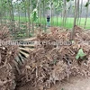 Paulownia Tree for Planting Type Paulownia Shantong Cutting Root