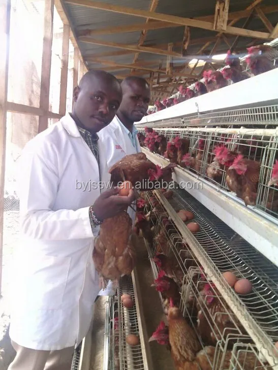 Zambia Layer Poultry Farm Chicken Cage For Sale Buy Zambia Layer