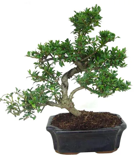 
15cm 20cm 30cm Living Bonsai Podocarpus Acer Ginkgo Ilex metasequola pseudolarix amabilis rhododendron simsii 