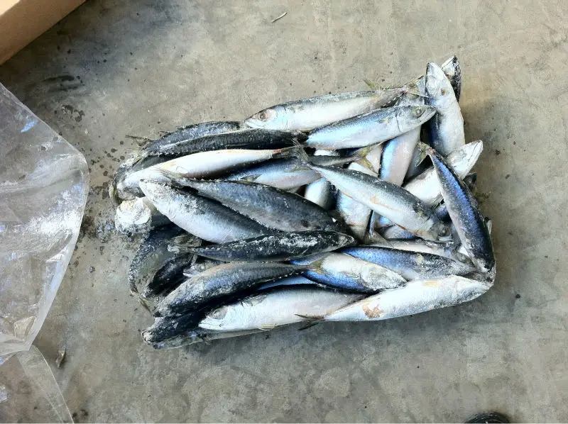 6-8 pacific mackerel 