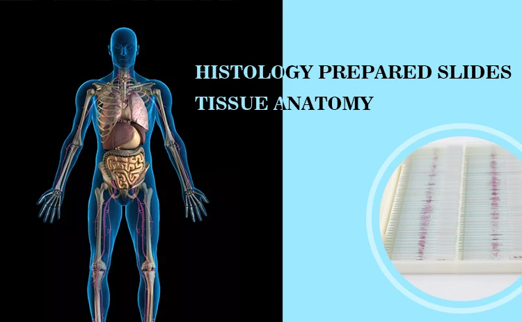 001 histology slides.jpg