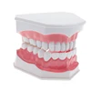 Dental model with EF Frame wax vibrator