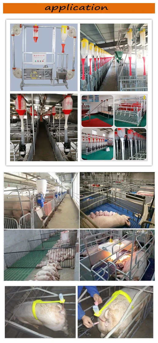 Sow Dummy Artificial Insemination In Pig Dummy Sow To Collect Sperm