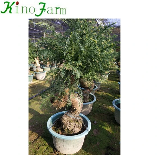 
Nice araucaria bonsai 