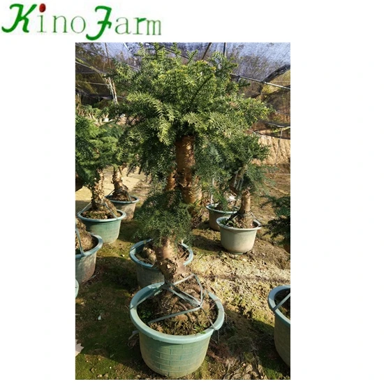 
Nice Plant Araucaria 