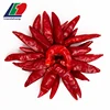 1,000-80,000 SHU Dried Red Chili, 18000-22000 SHU Chilli S4, Fresh Chilli Source China