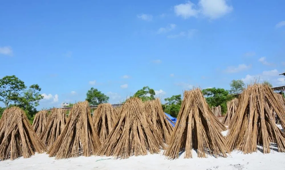 wholesale factory direct supplying hot sale cheap Tonkin Tsinglee cane eco natural cheap large bamboo poles