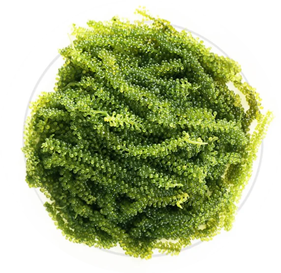 High Quality Anti-aging Caulerpa Lentillifera Extract For Lose Weight ...