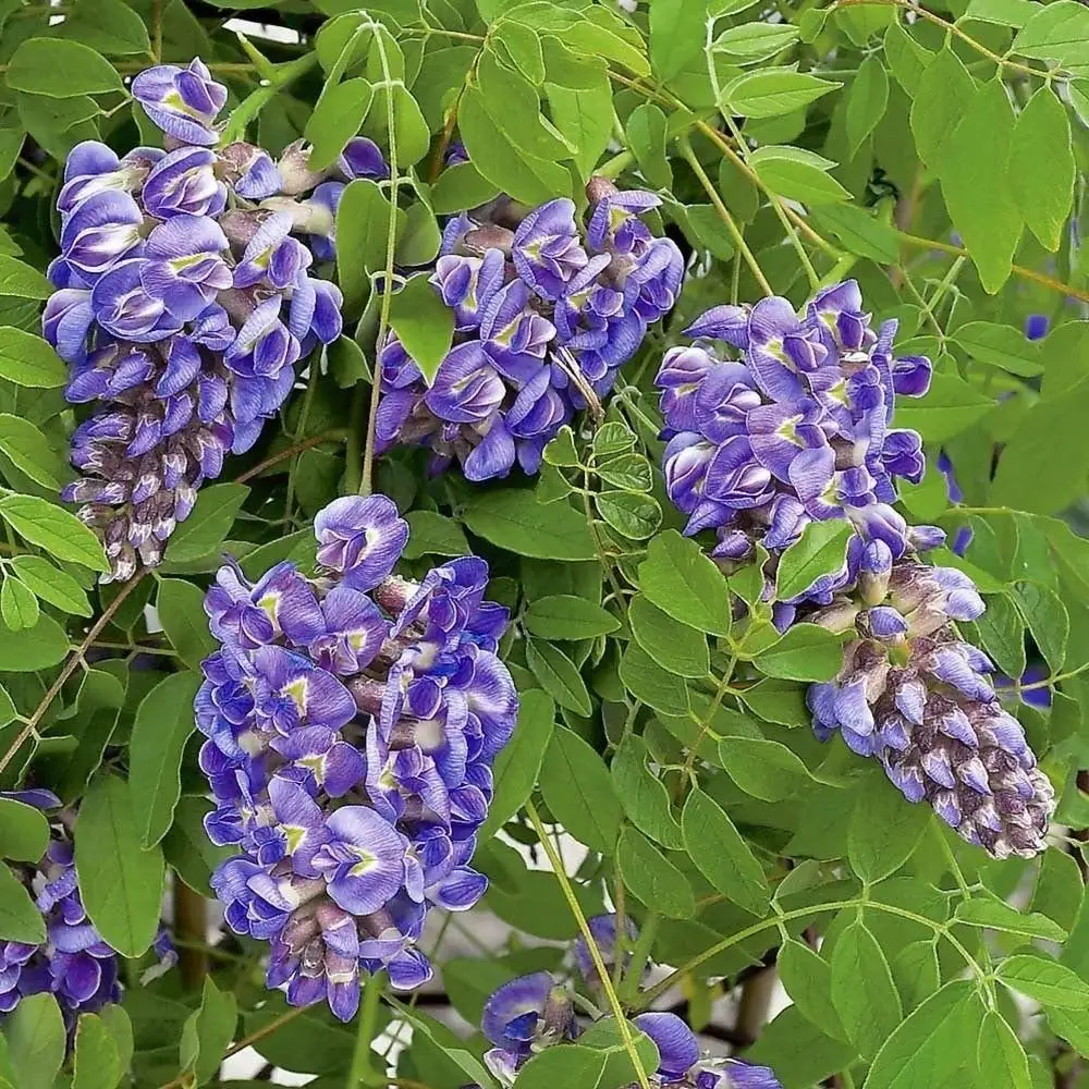 Cheap Green Wisteria, find Green Wisteria deals on line at
